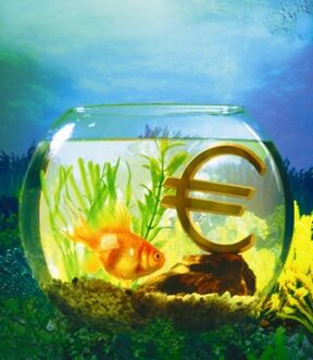 akvárium aranyhal, hogy vonzza a pénzt